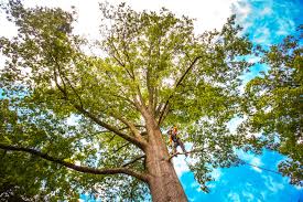 Best Palm Tree Trimming  in East Canton, OH
