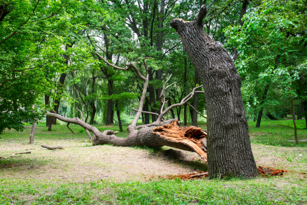 How Our Tree Care Process Works  in  East Canton, OH