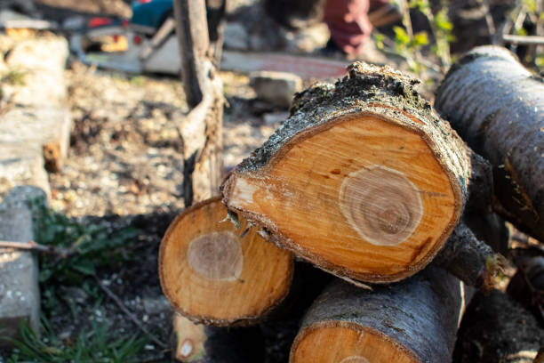 Best Tree Risk Assessment  in East Canton, OH