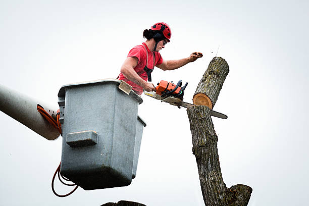 East Canton, OH Tree Care Company