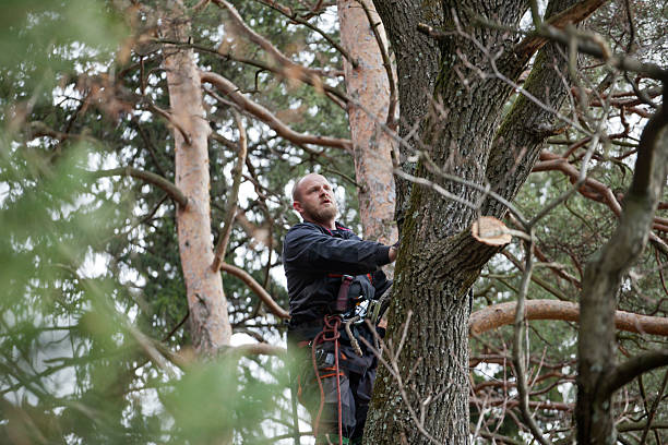 Best Hazardous Tree Removal  in East Canton, OH