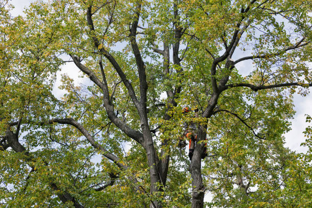 Best Tree Health Inspection  in East Canton, OH